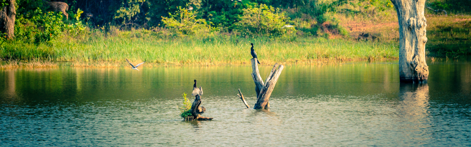 Yala National Park